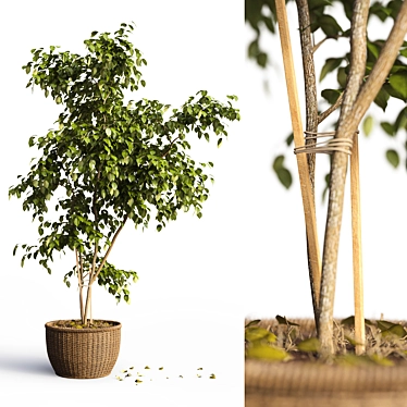 Benjamin Ficus Tree: High-quality 3D Model 3D model image 1 