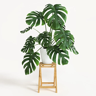 Exquisite Monstera Plant: 2013 Version 3D model image 1 