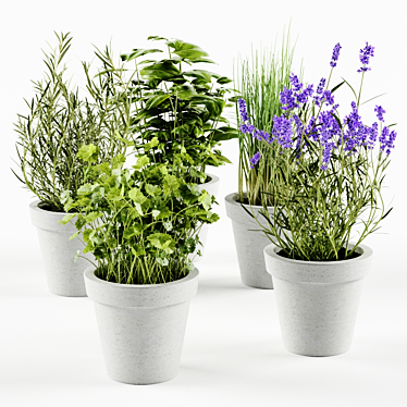 Concrete Pot Herb Collection 3D model image 1 