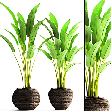 Potted Plant Collection 3D model image 1 