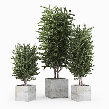 Eucalyptus 3D Model with Textures 3D model image 1 