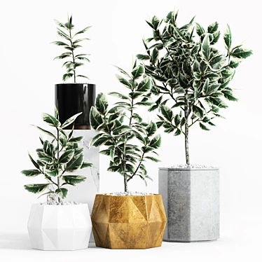 Elegant Variegated Rubber Plant 3D model image 1 