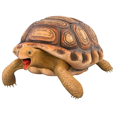 Smooth Turtle 3D Model 3D model image 1 