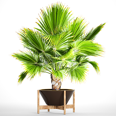 Exquisite Brahea Edulis - Rare Palm 3D model image 1 