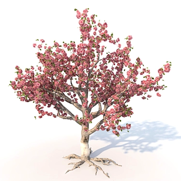 Blooming Sakura Tree 3D model image 1 