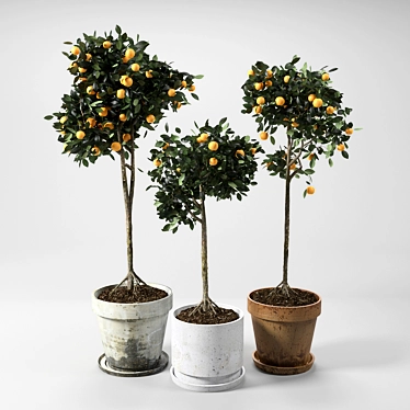 Citrus Grove Potted Set 3D model image 1 