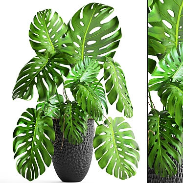 Indoor Monstera in Stylish Black Planter 3D model image 1 