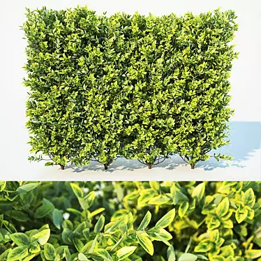 Versatile Ligustrum Hedge: Large & Modular 3D model image 1 