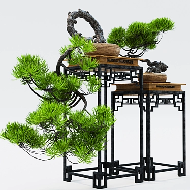 Semi bonsai