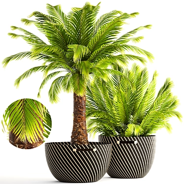 Exotic Phoenix Roebelenii Palm Collection 3D model image 1 