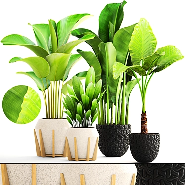 Exotic Indoor Plant Collection 3D model image 1 