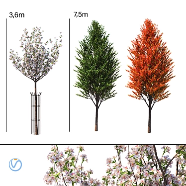 Narrow Conical Crown Pear 3D model image 1 