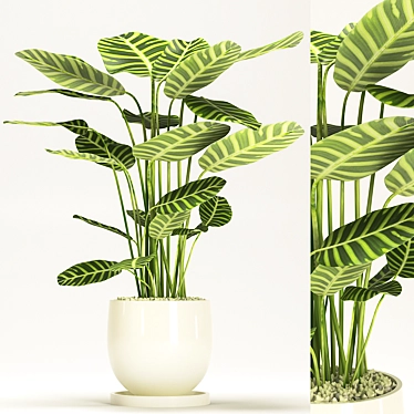 Calathea Orbifolia: Elegant Indoor Plant 3D model image 1 