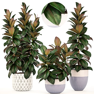 Scandinavian Style Ficus Collection 3D model image 1 