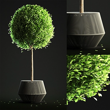 Sculpted Buxus Sphere in ZigZag Pot 3D model image 1 