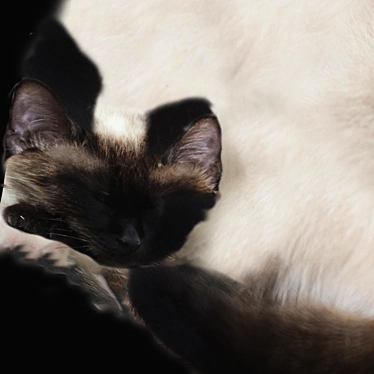 Siamese/Thai Cat Texture Scan 3D model image 1 