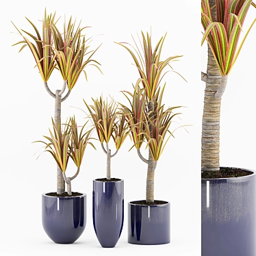 Blue Pot Dracaena Marginata 3D model image 1 