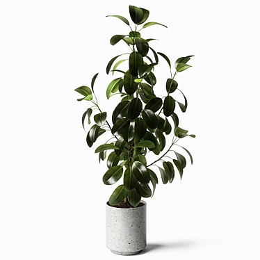 Elegant Ficus Elastica: 3ds Max, OBJ, V-Ray, 2009, 2015 3D model image 1 