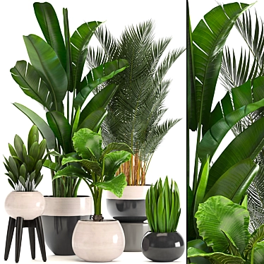 Tropical Plant Collection: Bananas, Palms, and More! 3D model image 1 