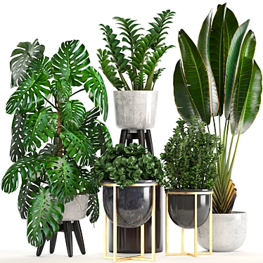 Tropical Plant Collection: Monstera, Ravenala, Caladium 3D model image 1 