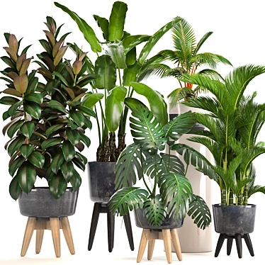 Exotic Plant Collection: Ficus, Monstera, Palm and more! 3D model image 1 