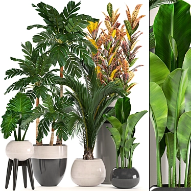 Diverse Indoor Plant Collection 3D model image 1 