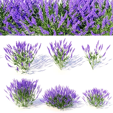 Lavandula: Versatile Garden Flower 3D model image 1 