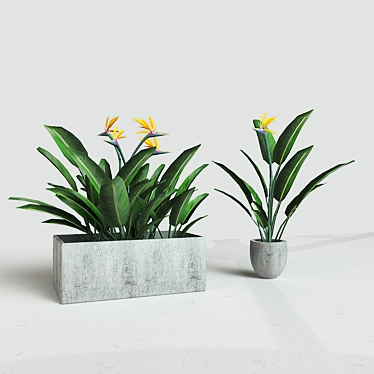 Crane Flower: Elegant Evergreen Perennial 3D model image 1 