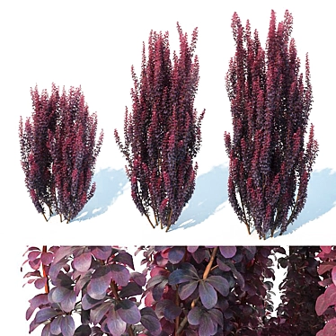 Elegant Berberis Pillar Shrub 3D model image 1 