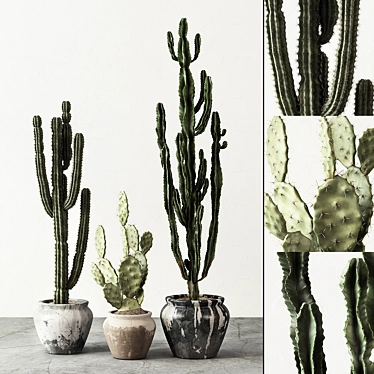 Desert Oasis Cactus Set 3D model image 1 