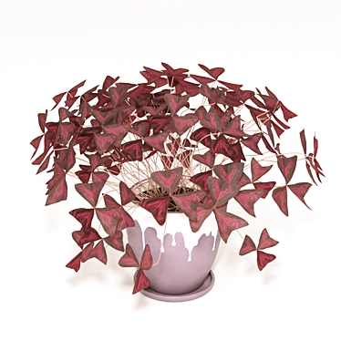 Oxalis Oxygen: 40x40x40 cm 3D model image 1 