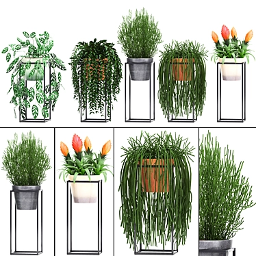 Exotic Plant Collection: Rhipsalis, Tradescantia, Monstera & Bromelia 3D model image 1 