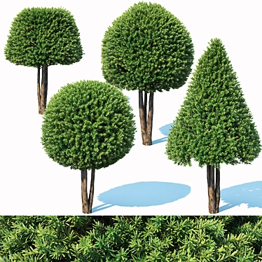 Premium Taxus Baccata Topiary Set 3D model image 1 