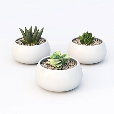 Tiny Table Succulents 3D model image 1 