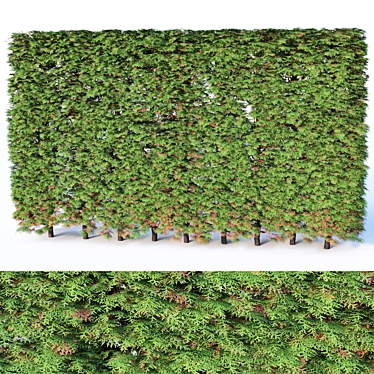 Modular Thuya Hedge Collection - 200cm Height 3D model image 1 