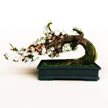 Bonsai tree