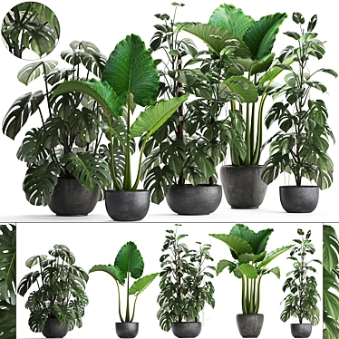 Exotic Indoor Plant Collection 3D model image 1 