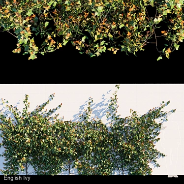 Elegant English Ivy for Any Space 3D model image 1 