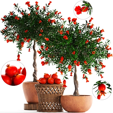 Blooming Pomegranate Tree with Fruits 3D model image 1 