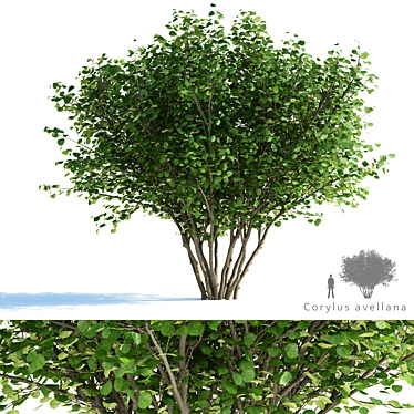 Delicate Hazel Tree | Corylus avellana 3D model image 1 