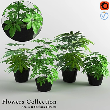 Designer Aralia and Sheflera Collection 3D model image 1 