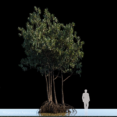 Rhizophora Apiculata_var2: Exceptional Mangrove Plant 3D model image 1 