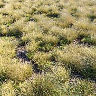 Eskdale Grass: 12 Grass Models 3D model image 1 