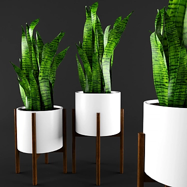 3D Sansevieria Plant with Stand 3D model image 1 