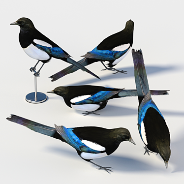 Eurasian Magpie: Lifelike Model 3D model image 1 