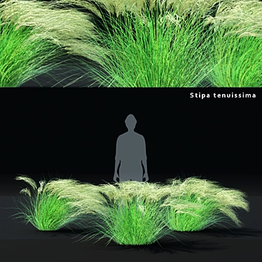 Feathery Beauty: Thinnest Fern | Stipa tenuissima 3D model image 1 