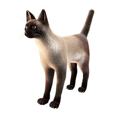 Siamese cat