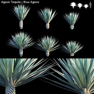Blue Agave Tequila: 6 Variations 3D model image 1 