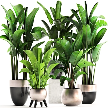 Exotic Plant Collection: Banana Palm & Ravenala 3D model image 1 