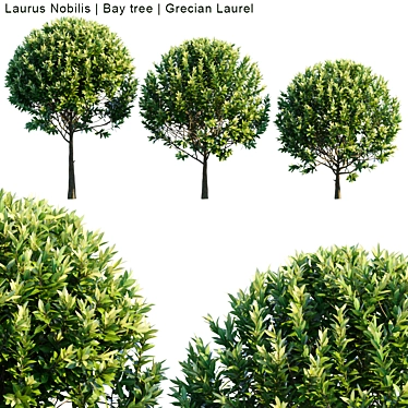 Grecian Laurel Bay Tree | 3ds Max Compatible 3D model image 1 
